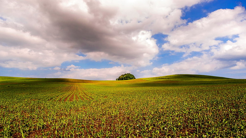 minolta af, tree, suny, Sony  alpha  900, hill, land, green corn, farm, outdoors, field, scenics, 20mm, green Color, blue, a900, corn, meadow, daytime