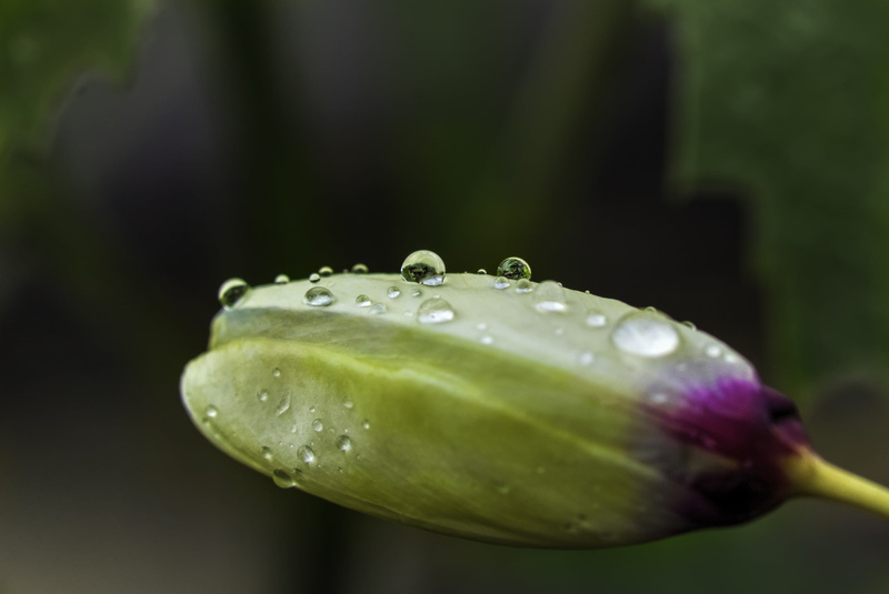 Minolta, Gabriel, macro, Coruña, green Color, 2K, drop, yellow, wet, flores, nature, Sony, closeup photography, closeup, flowers, water, Tulip, freshness
