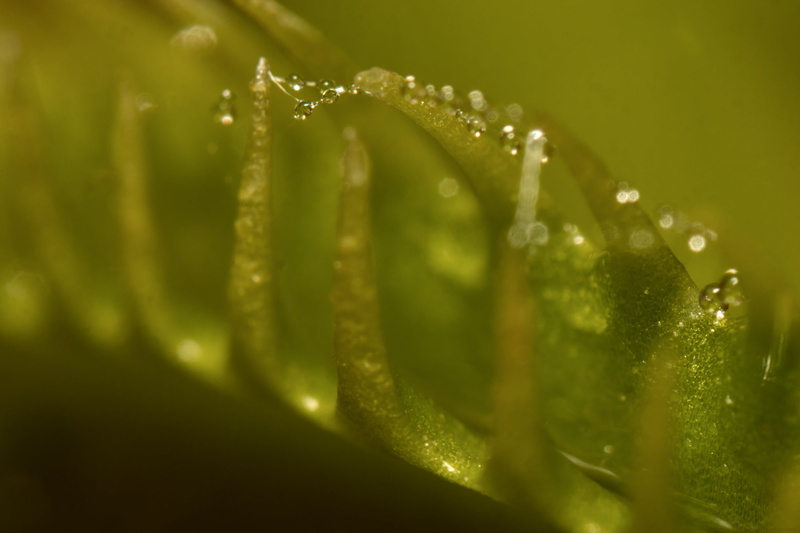 SLT  A99, reverse, kingdom=Plantae, trap, leaf, Estates, plant, Eudicot, water, SLT A99, common, Plantae, nature, close up, Dionaea muscipula, wet, Duke