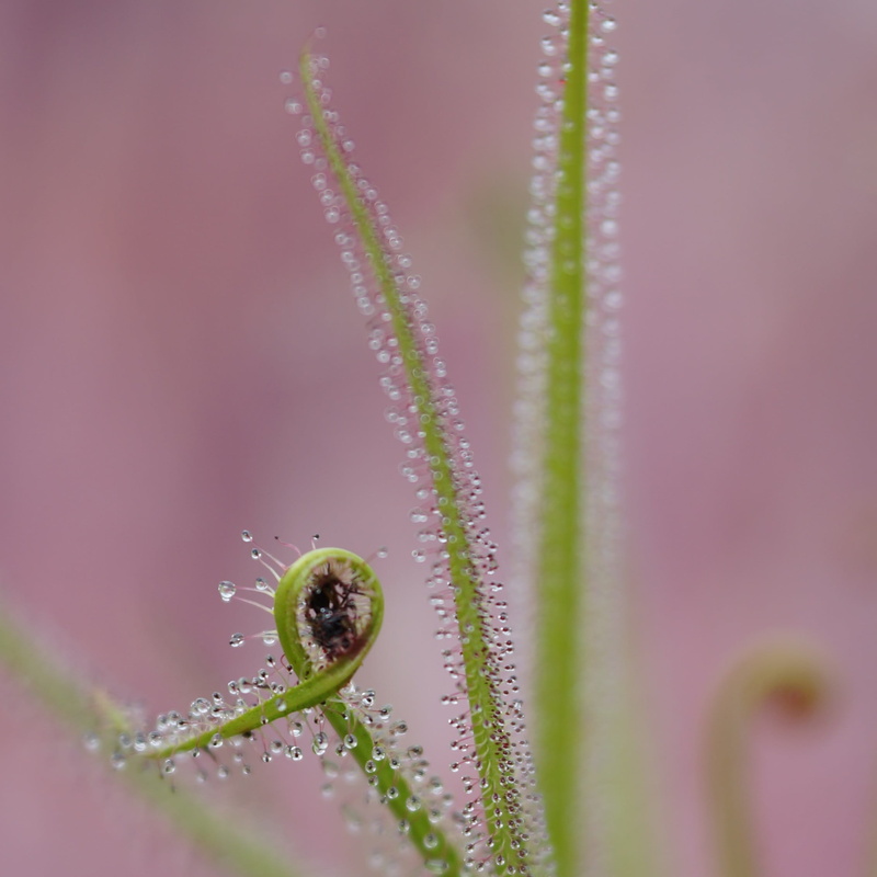 Hortus Botanicus Leiden, green Color, 1080P, insect, Hortus Botanicus  Leiden, close-up, leaf, nature, drop, Sony  A99, green, macro, dew, black, plant