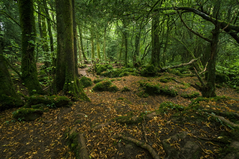 quiet, dense, tree, flowing water, forest floor, no people, 4K, plant, woodland, leaves, tree trunk, coleford, intense, tranquility, fence, scary, united kingdom