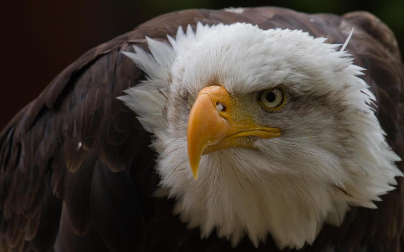 2K, eagle, intense, close up, animals, birds, bald