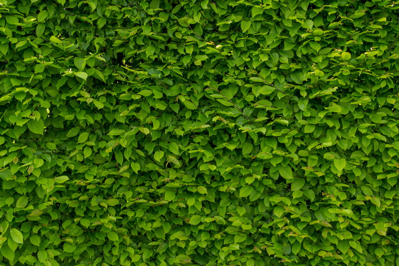 plant part, growth, full frame, tranquility, ivy, on the outside of the, hornbeam, lush foliage, no people, foliage, the background, hedge, botany, outdoors