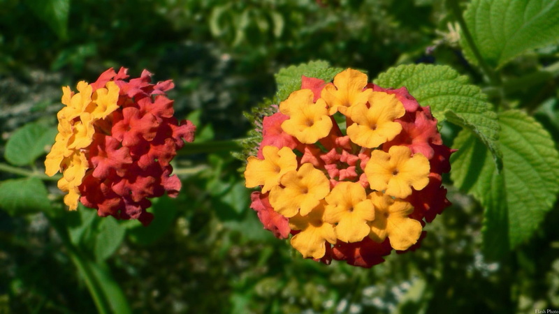 intense, big, widescreen, nature, druffix, flower, 3d and abstract, 1080P, flowers, yellow, colors