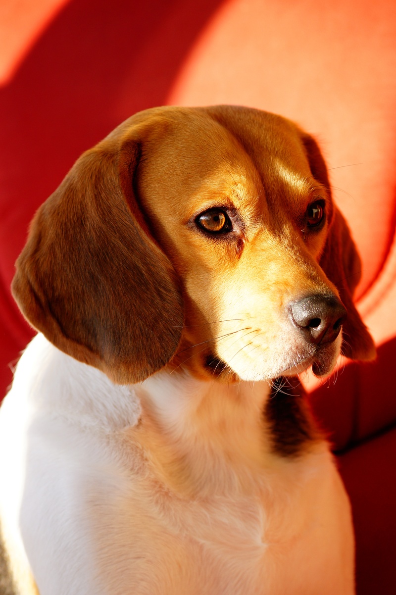 4K, domestic, animal themes, look, head, brown, domestic Animals, indoors, animal head, focus on foreground, close-up, puppy, looking, canine, light, purebred Dog