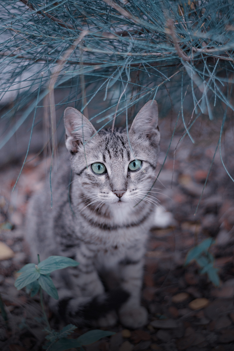plant part, plant, fur, pet, whisker, outdoors, claw, domestic, domestic Cat, field, pets, cute, vertebrate, underneath, 4K, feline, looking at camera