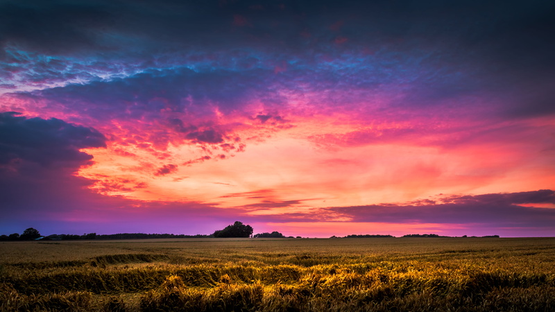 countryside, plain, crops, sky, no people, idyllic, vibrant color, dark, scenery, rural, scenics - nature, sun, purple, dramatic, 5K, horizon, plant, calmness