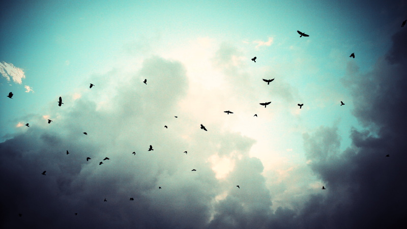 sunlight, animal themes, summer, group Of Animals, vertebrate, 2K, bird, flying, animal, wildlife, clouds, animals In The Wild, nature, birds, silhouette