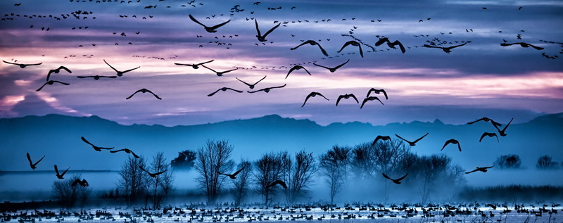 photo, winter, flock Of Birds, Dawn, NWR, bird, nature, trees, birds, silhouette, fog, 720P, false color, migrating, Merced, sky, Another World