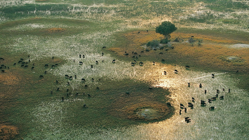 sun relfelction, 1080P, migration, wildlife, animals, wild life, wet lands, birds, africa, nature, amazing