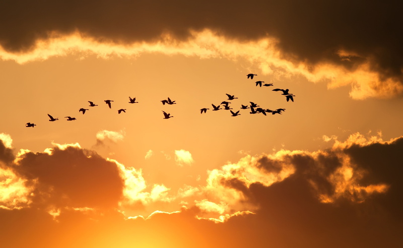 flock, silhouettes, animal Wing, the sky, beauty In Nature, background, dawn, HD, sunlight, orange color, blue, silhouette, flight