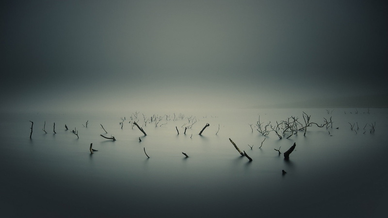 animal Wing, outdoors, branch, flying, wildlife, beauty in nature, sunset, silhouette, vertebrate, sticks, flock Of Birds, sea, group Of Animals, fog, hills