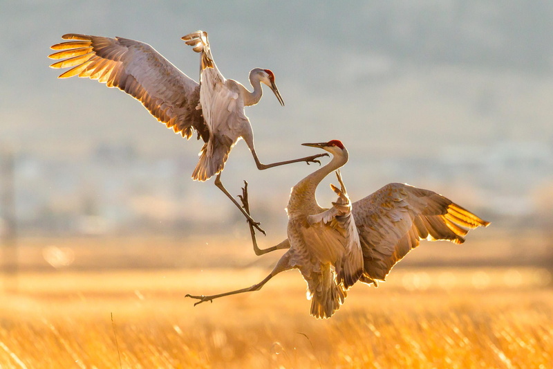 1080P, birds, migration, attack, nature, Sandhill Cranes