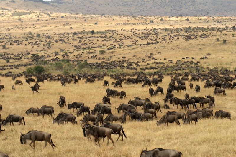 wildebeest, migration, fields, landscapes, grass, herd, africa, 1080P