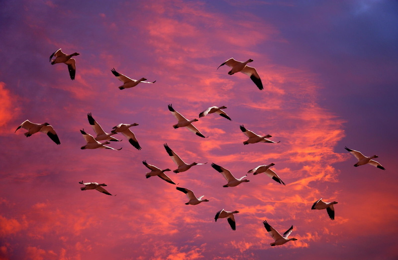flock, outdoors, Washington, mid-air, Snow, animal wildlife, sky, nature, no people, animal, on the move, Migrating, animals in the wild, photography, motion