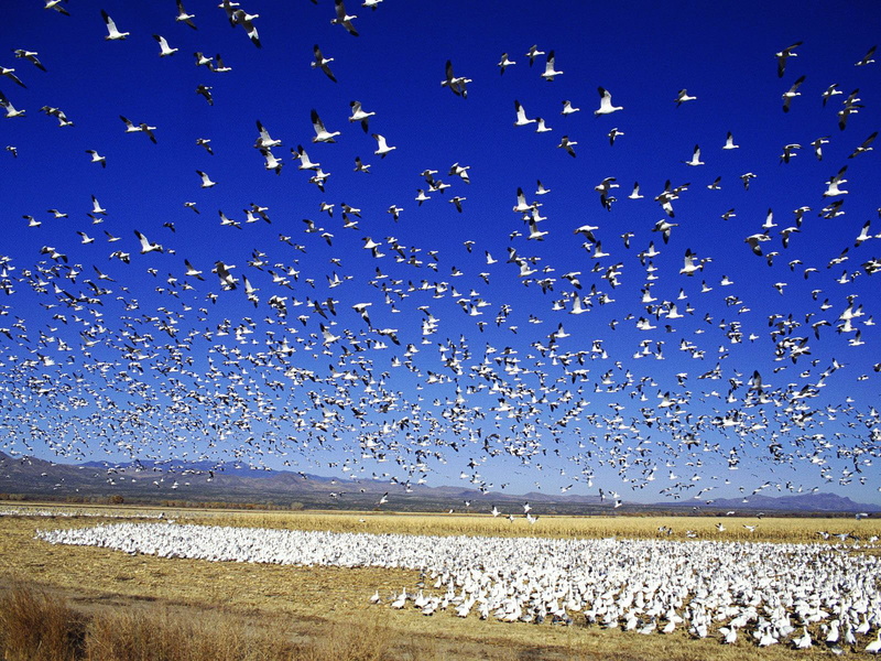snow, 720P, goose, animals, migrating