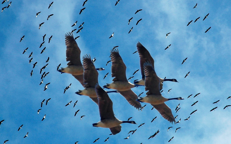 cranes, oiseau, 1080P, birds, clouds, blue, migration, wading bird, grue, animals, wading, beautiful, animal, crane, hd, bird, sky