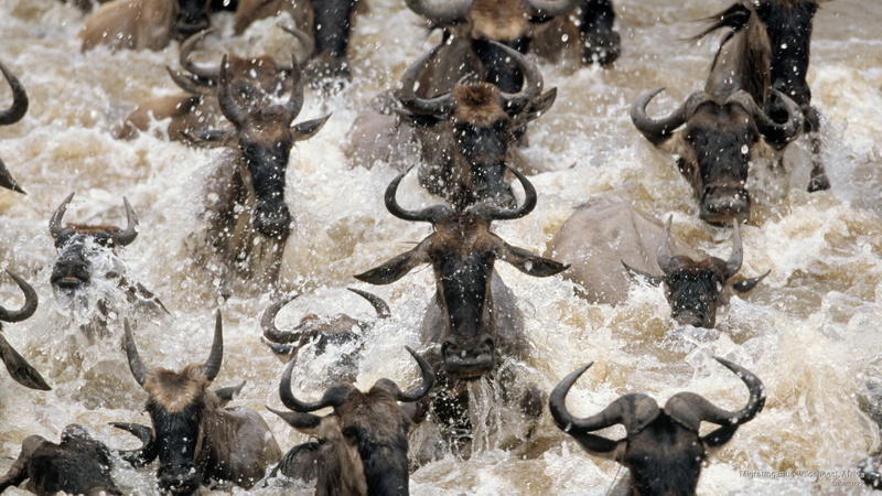 africa, Animals, blue, 2K, migrating, wildebeest