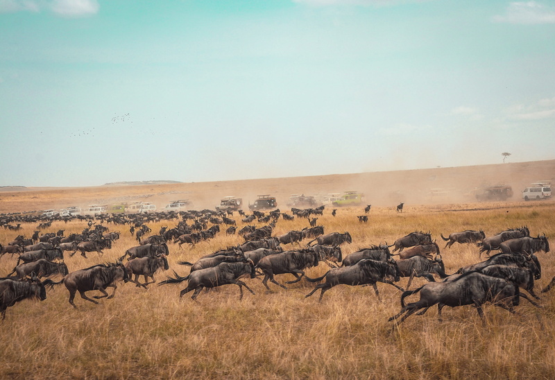 animal themes, vertebrate, outdoors, wildlife, landscape, large group of animals, animal, day, running, grass, sky, environment, animals in the wild, animal wildlife