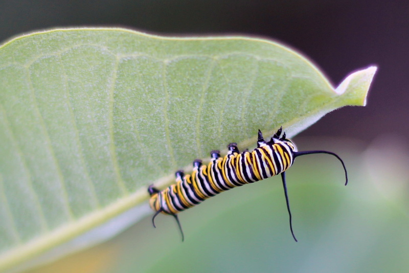 insect, nature, animal, 1080P, Butterfly, leaf, Share, MN, U.S. Fish and Wildlife Service, photography, Larvae, Fourth Generation, Midwest, close-up, Migration