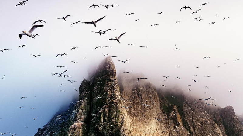mist, cliff, 1080P, flock, mountain, thru, animals, birds, migration