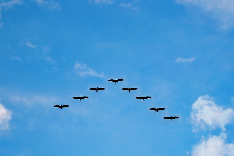 sri lanka, wildlife, military, airplane, high fly, air vehicle, motion, plane, migrating, clouds, cooperation, flying, mawanella, formation flying, order