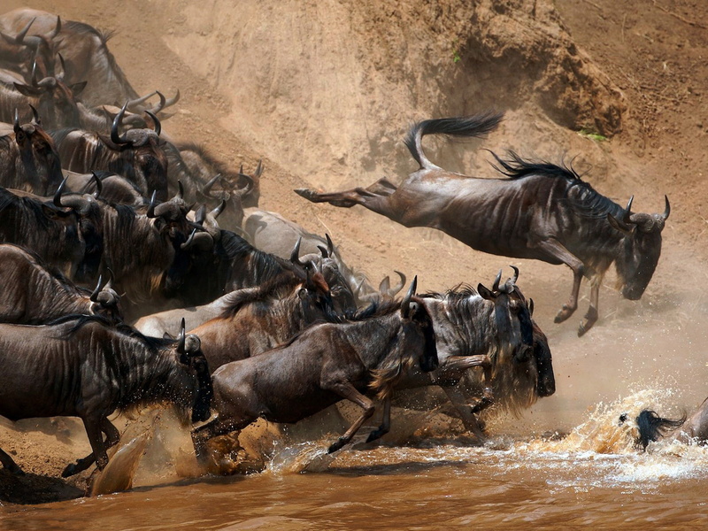 group of animals, rivers, antelope, dust, Splash, Wildebeast, wildebeest, animals in the wild, river, herbivorous, safari, motion, animal wildlife, water