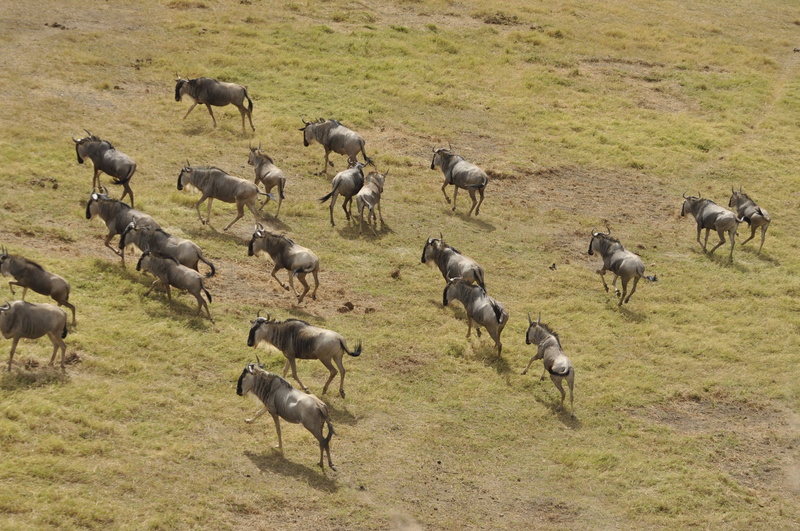 wildebeest migration, walking, vertebrate, day, animal, wildlife, domestic animals, kenya, plant, land, group of animals, grazing, field, animal themes