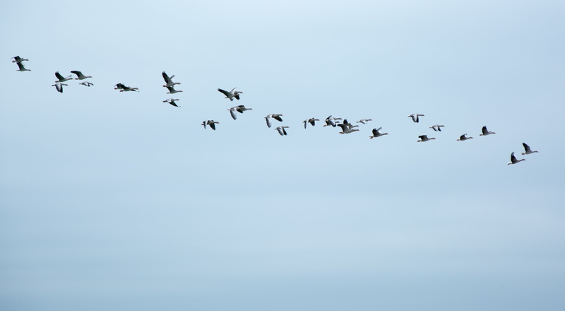 fly, vertebrate, group Of Animals, wildlife, motion, nature, bird, birds, animals In The Wild, geese, swarm, sky, togetherness, blue, animal migration
