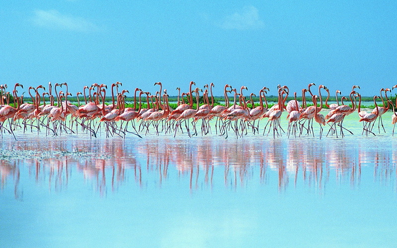 animal themes, pink flamingos, wildlife Reserve, feather, reflection, scenics, water Bird, summer, flevoland, sky, vertebrate, flock, flock Of Birds, red