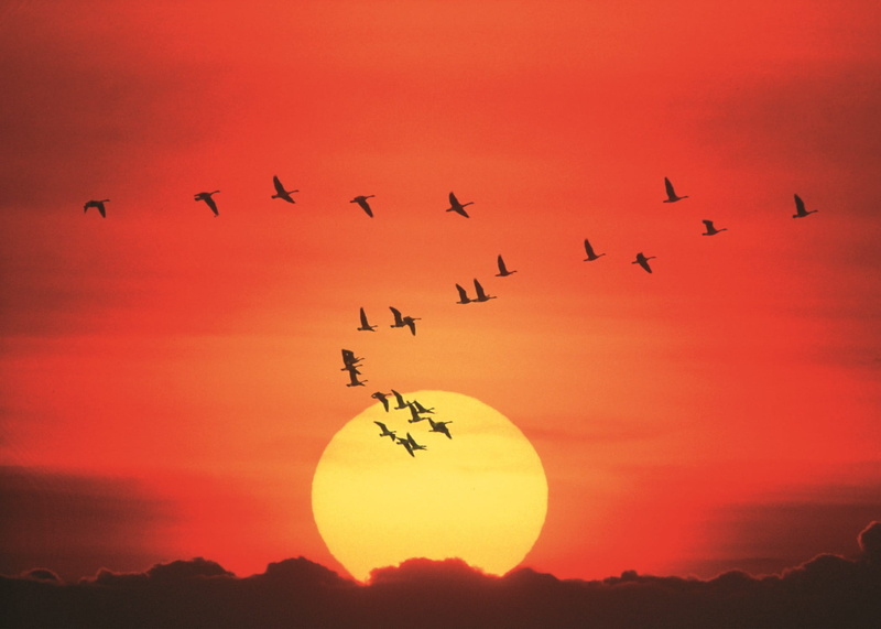 migration, flying, animal themes, sky, animal wildlife, scenics - nature, orange sky, mid-air, 1080P, motion, silhouette, beauty in nature, flight, vertebrate