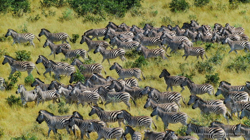 botswana, 2K, park, Africa, migrating, chobe, zebras, national