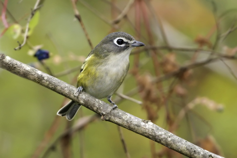 animal, beak, wildlife, photography, bird Watching, small, blue, 1080P, tree, headed, closeup photography, daytime, Vireo solitarius, Blue-headed Vireo