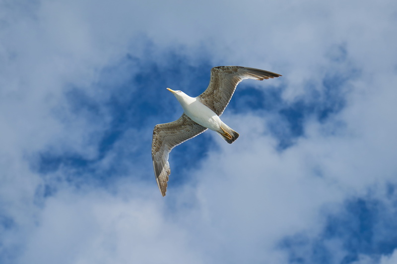 gull bird, sky, Wing, motion, outdoors, mid-air, loves nature, 5K, turkey, fly, white, spread wings, landscape, gulls, v, low angle view, animal themes