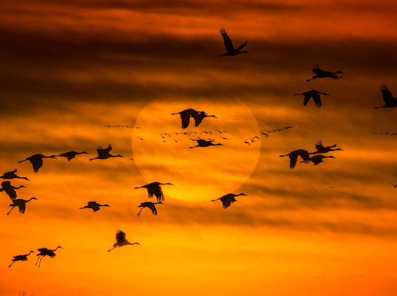 Flock, birdsinflight, Sun and Sky, gruscanadensis, unitedstates, Birds, Wild, nebraska, Sandhill, migration, Cranes, sandhillcranes, 4K, Nature, settingsun