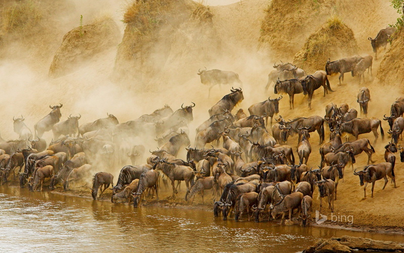 drinking, animal migration, group of animals, water, motion, safari, animal wildlife, wildebeest, no people, dust, 1080P, migratory, antelope, animals in the wild