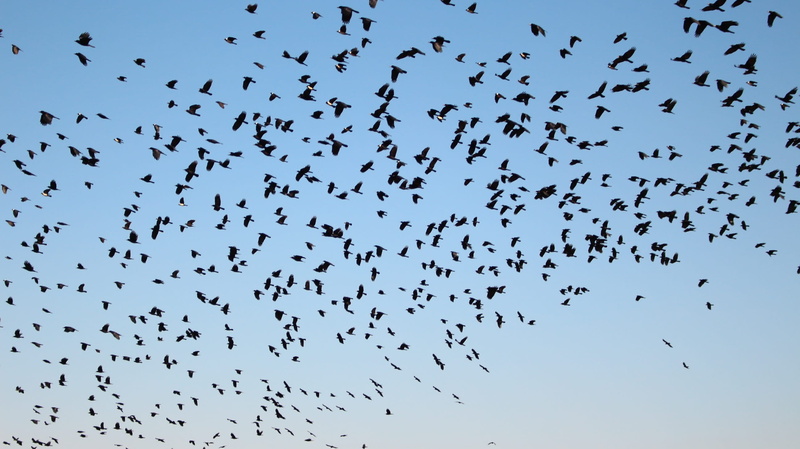 flying, nature, no people, animal, blue, ash crow, flight, mid-air, 2K, overlord, vertebrate, large group of animals, sky, silhouette, animal themes, Daw
