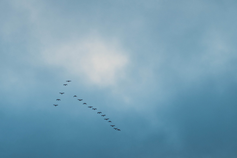 flying, plane, animal, migration, animal wildlife, order, animal themes, flock of birds, large group of animals, animals in the wild, arrangement, minimal