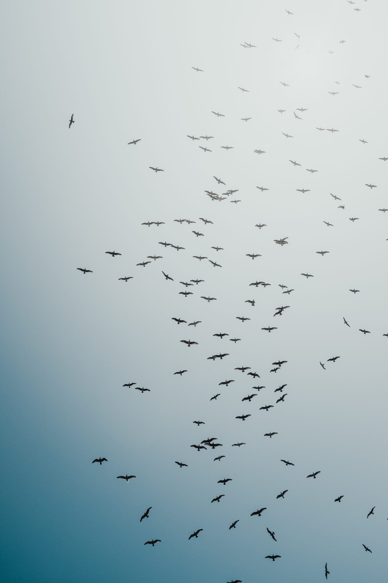 animals in the wild, national, animal themes, flying, guanay, sky, beauty in nature, large group of animals, wildlife, 5K, animal wildlife, nature, flock