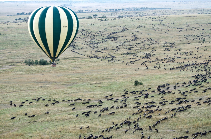 aerial, wildlife, travel, wildebeest, aerial view, flying, balloon, beauty in nature, land, yellow, tranquil scene, black, non-urban scene, nature, air