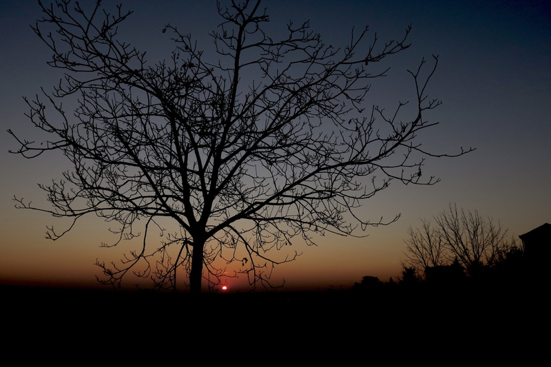 idyllic, meditation, disappeared, no people, sun, dark, scenics - nature, dusk, field, sky, bare tree, plant, romantica, tranquility, orange, romantic