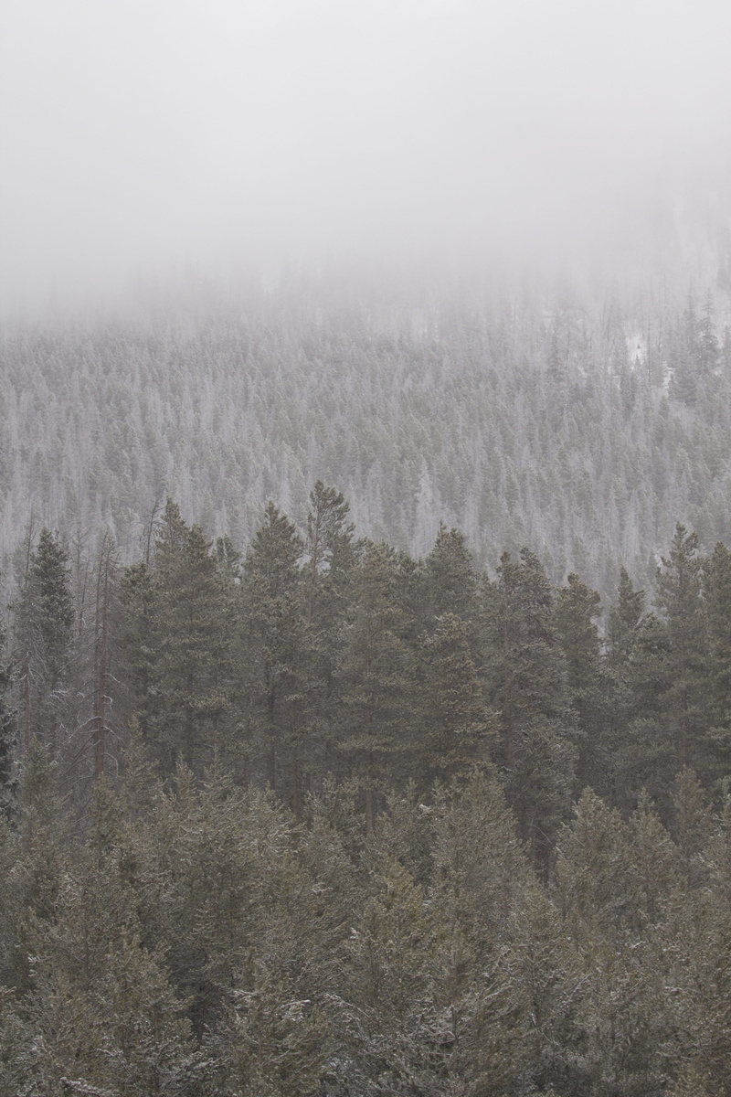 woodland, mountain, tranquil scene, snow, outdoors, cold - Temperature, frost, tranquility, winter, forest, fog, scenics, coniferous Tree, white, Trees