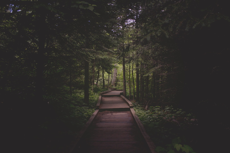 plant, no people, scenics - nature, bamboo - plant, lush foliage, northern, tree, growth, path, day, outdoors, nature, land, 5K, direction, trail, beauty in nature