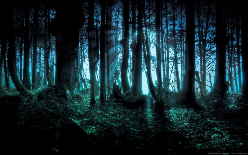 environment, beauty in nature, night, land, branches, scenics - nature, forest, non-urban scene, hidden, tree, tranquility, auto post production filter