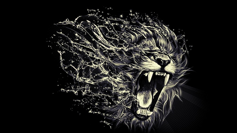 mammal, one animal, black background, animals in the wild, animal themes, animal wildlife, night, close-up, animal, indoors, nature, illuminated, animal head