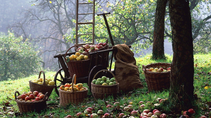 trees, harvest, baskets, apples, 1080P, nature and landscapes, apple