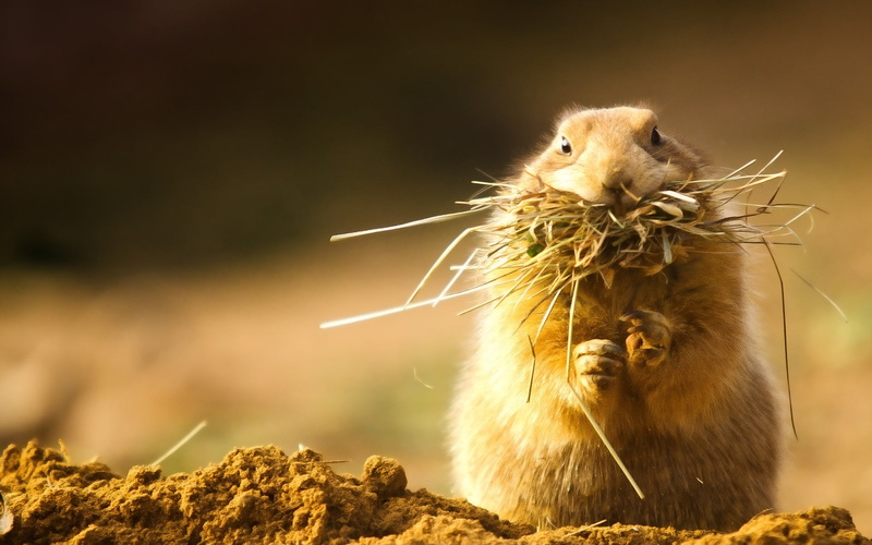 animal themes, close-up, vertebrate, coated, animal, no people, rock, outdoors, prairie dog, day, nature, rodent, rock - object, sunlight, animals in the wild