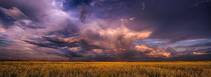 field, crop, prairie, flower, cloud - sky, 1080P, prairie storm, horizon, tranquility, landscape, environment, cloudscape, agriculture, dusk, plant, scenics - nature