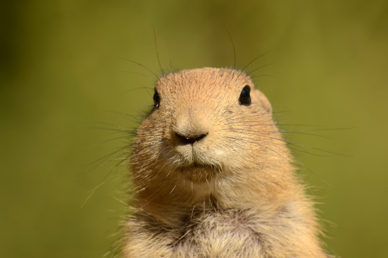 selective, wildlife, focus, dog, animal, cute, Prairie dog, prairie, 2K, nature, Nikon  D5100, mammal, photography, beaver, brown, selective focus, rodent