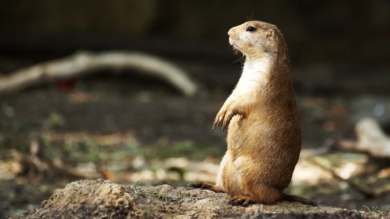 animals, prairie dog, 4K